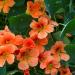 Nasturtium Lobbianum Vesuvius Climbing Plants