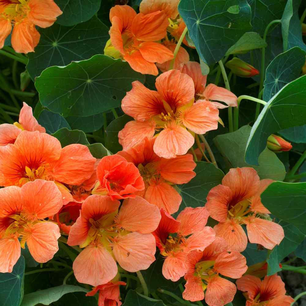 Nasturtium Seed Vesuvius Flowering Climbing Vine Seeds