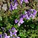 Nemesia Blue Gem Garden Flowers