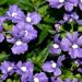 Nemesia Blue Gem Plants