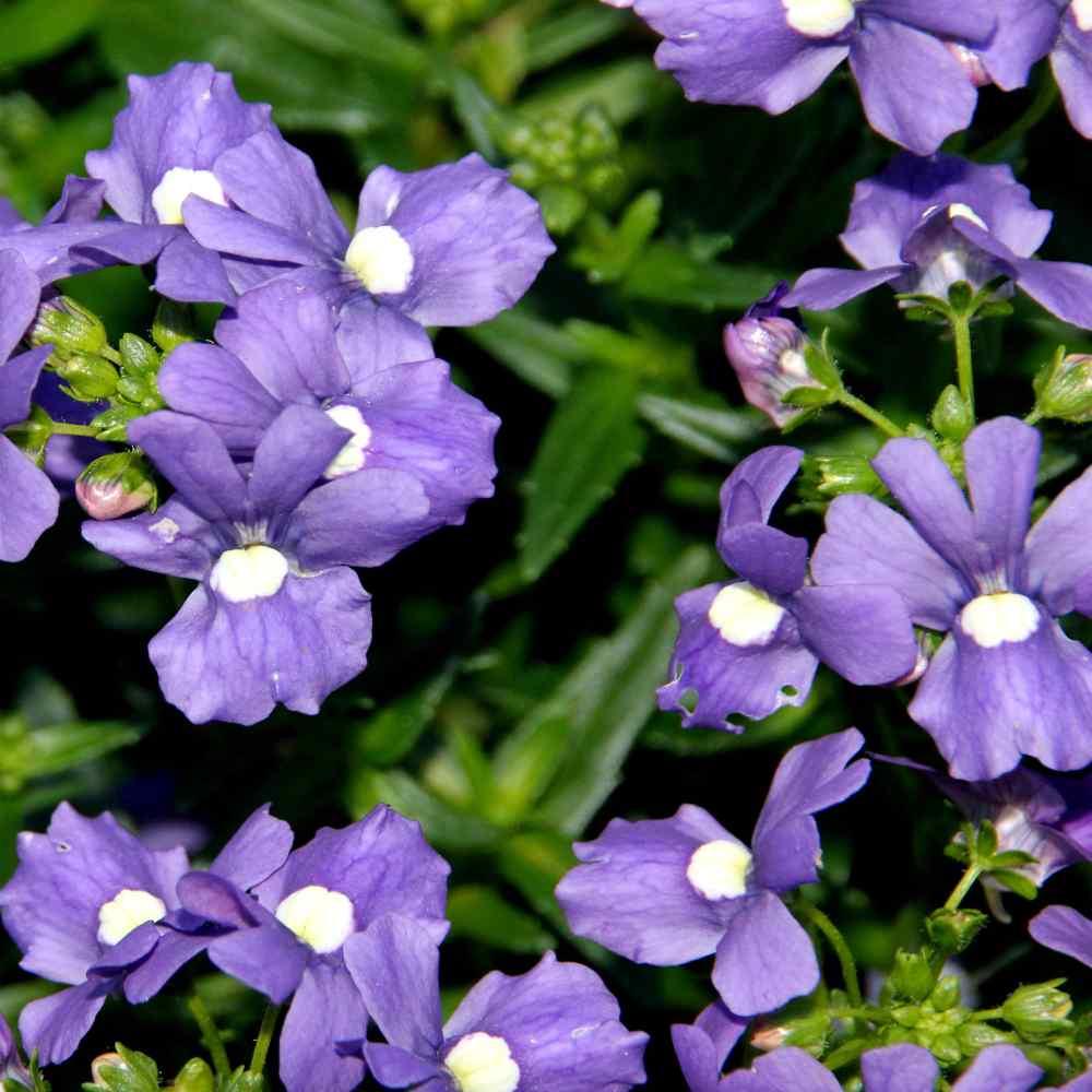 30 Pcs Nemesia Blue Gem Flower Seeds-Nemesia Strumosa-Charming Annual-FL770 