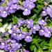 Nemesia Blue Flowers