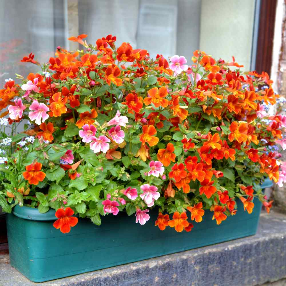 Excellent Container Plant