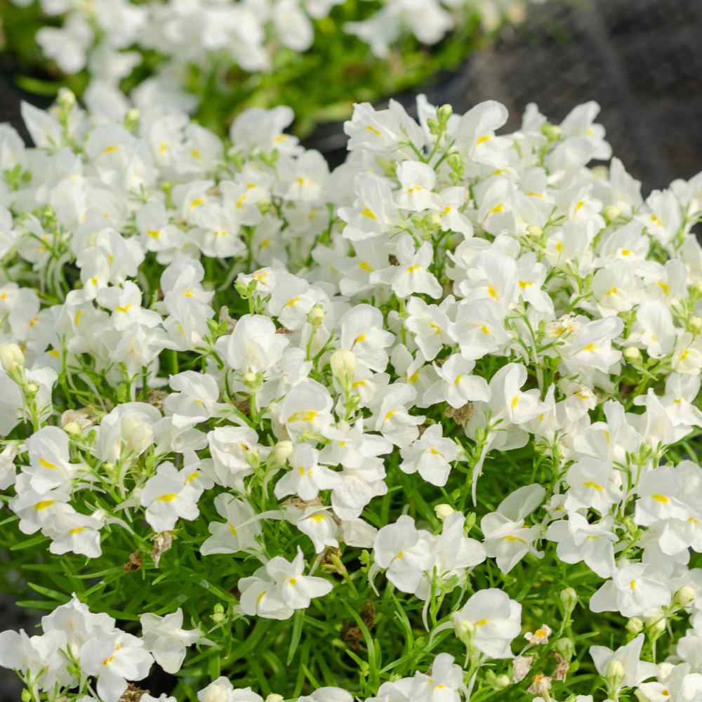 Image of Nemesia strumosa 'Snow White' flower