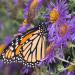 New England Aster