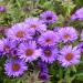 New England Aster Flowers