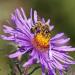 new england aster flowers