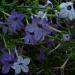 Nicotiana Perfume Blue Flowers