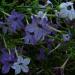 Flowering Tobacco Blue