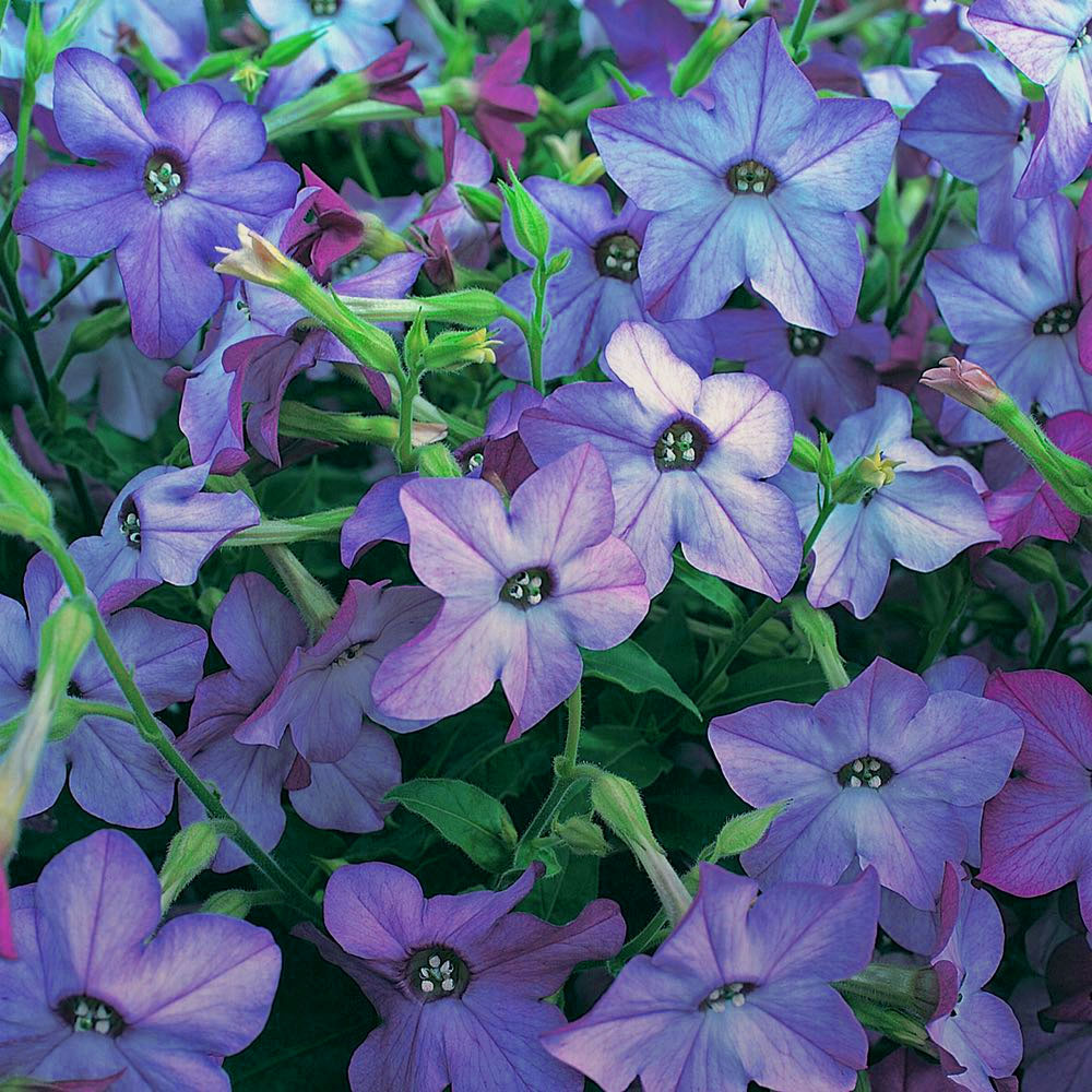 Nicotiana Perfume Blue Flowers