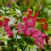 Crimson Flowering Tobacco