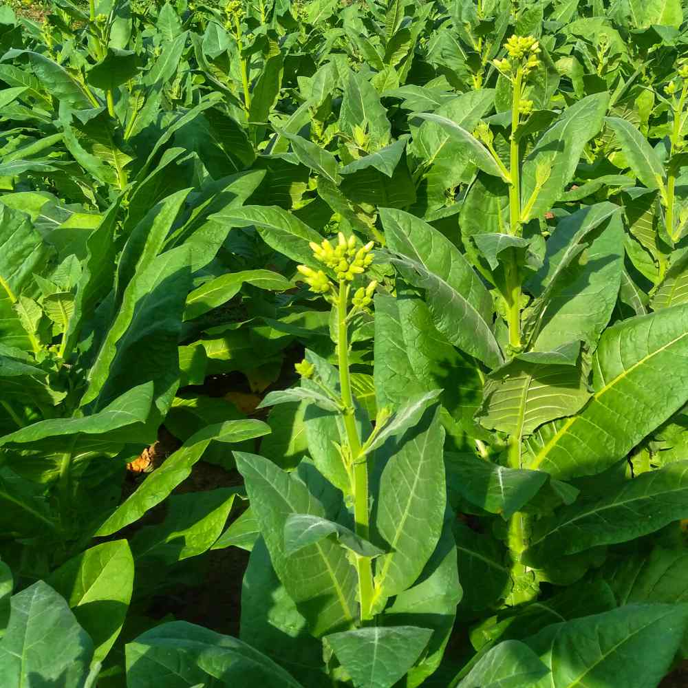 Nicotiana Lime Green