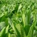 Flowering Tobacco Lime Green Plants