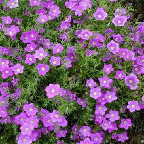 Nierembergia Seeds Purple Robe Cup Flower Ground Cover Seed Purple Robe Cup Flower Ground Cover Seed, Ground Cover Plant Seeds