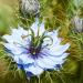 Nigella Damascena Jewels Indigo