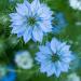 Nigella Indigo Flowers