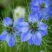 Love-in-a-mist Indigo Garden Flowers