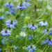 Love-in-a-mist Indigo Flowers