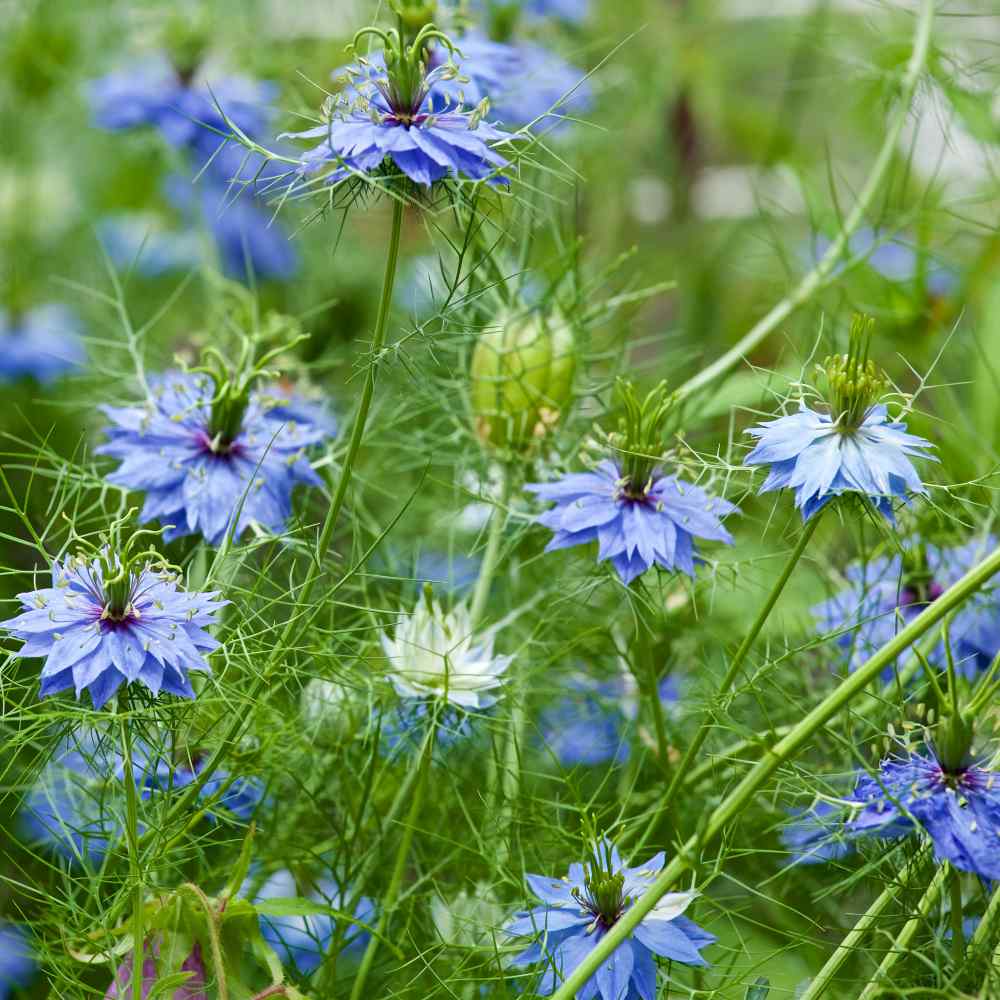 Nigella Seeds Blue Love In A Mist Flower Seed Nigella Seeds Blue Love In A Mist Flower Seed