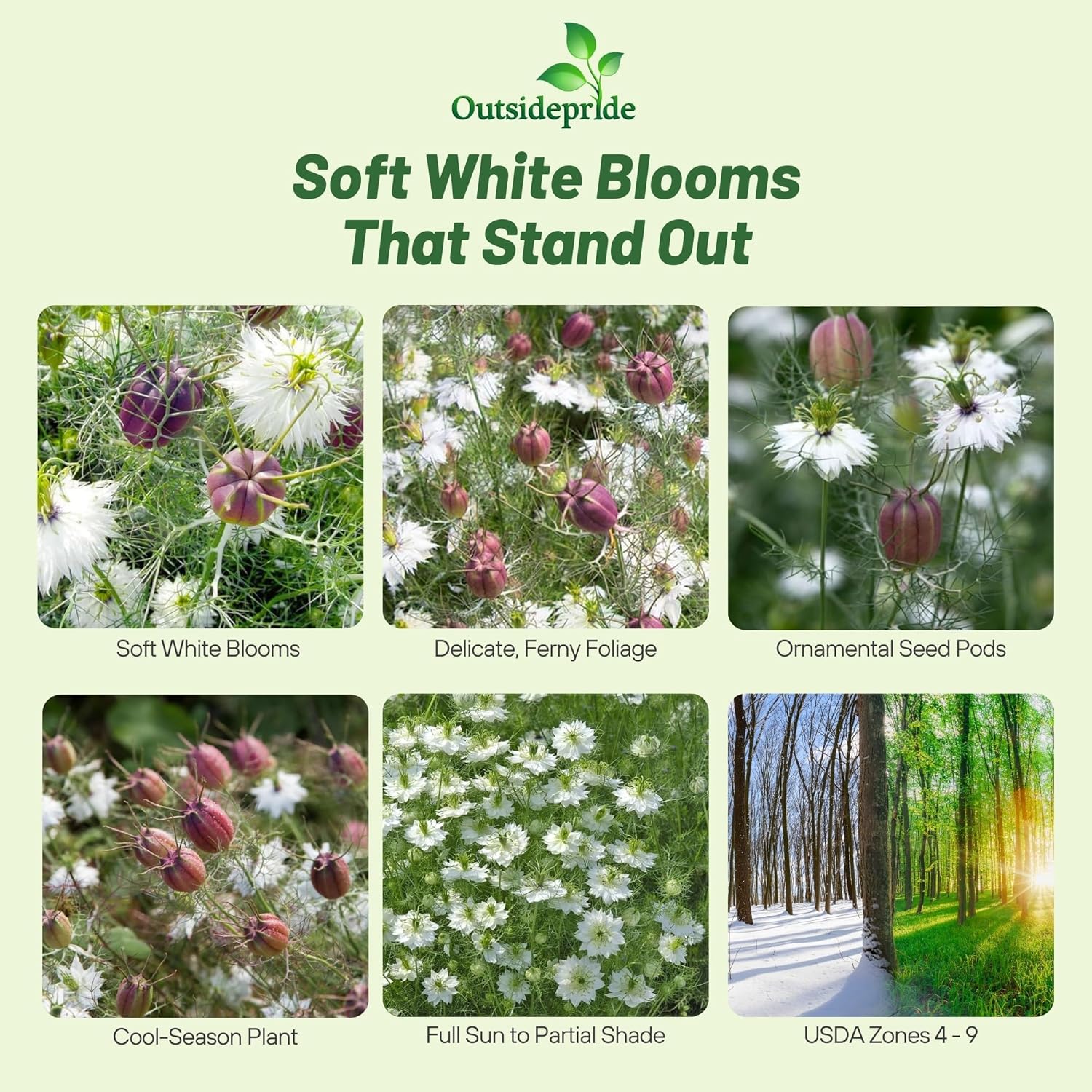 Nigella Marbles Flower Seed Packet