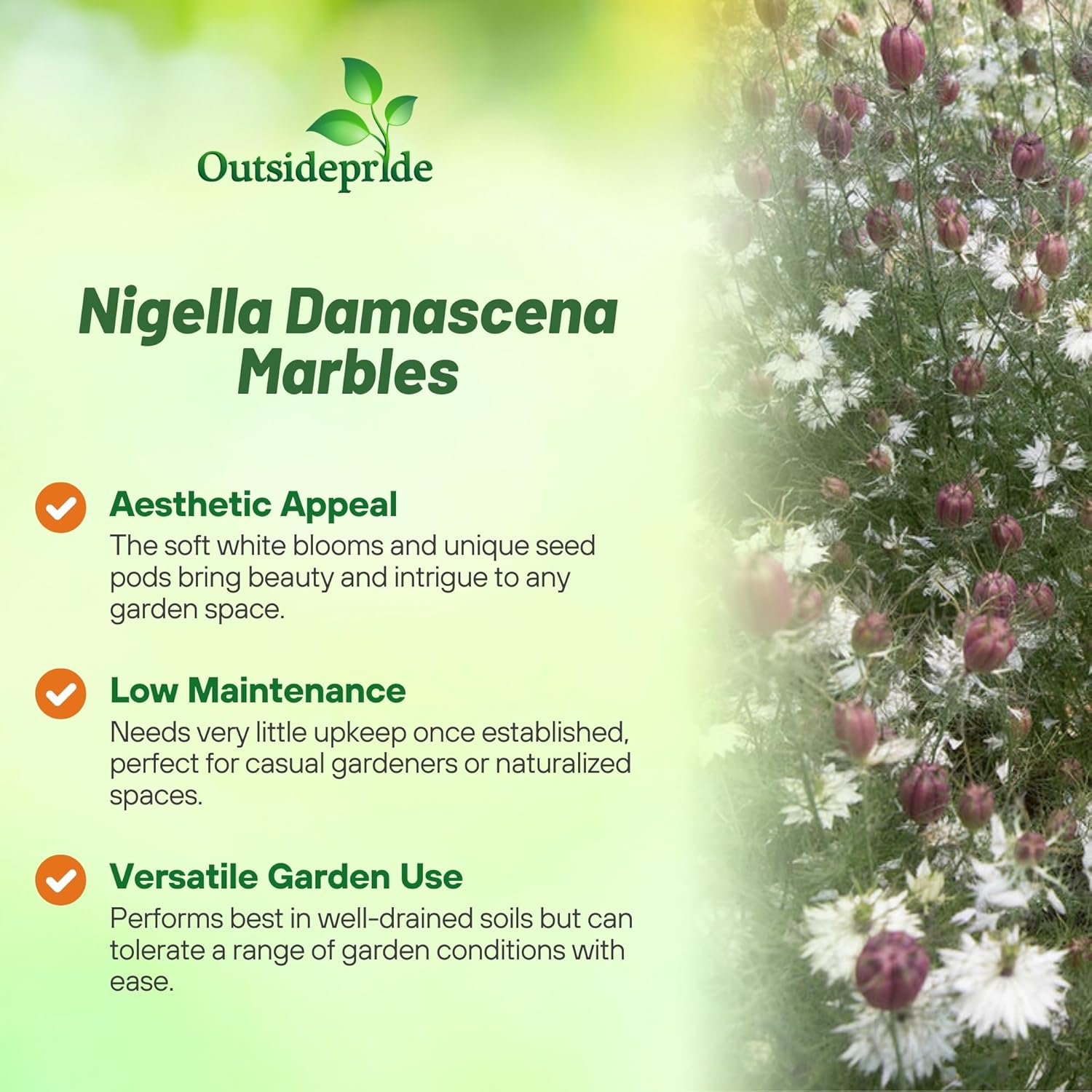 Love-In-A-Mist Marbles Garden Flowers