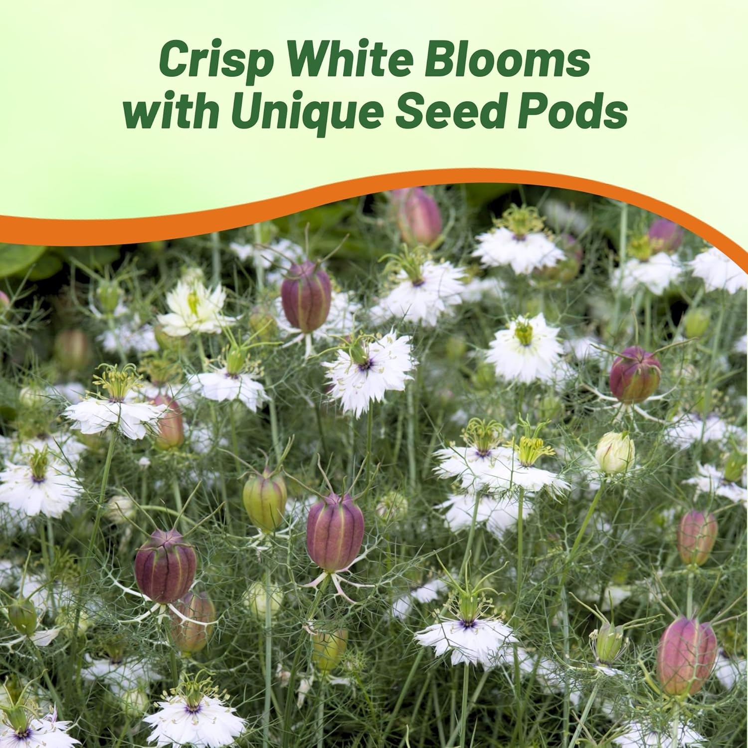 Love-In-A-Mist Marbles Pollinating Flowers