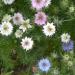 Love-In-A-Mist Flower Seed