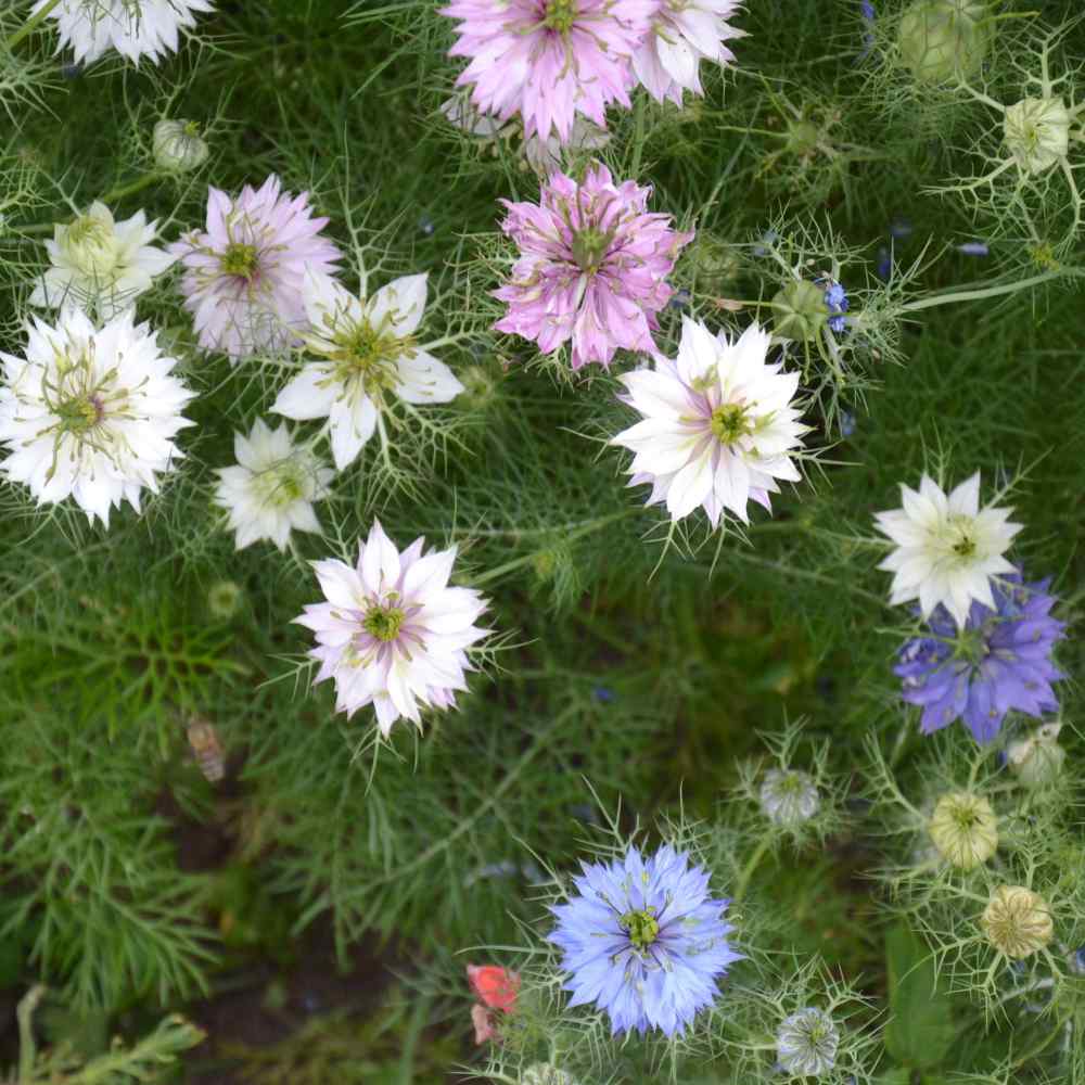 Beautiful Wildflower