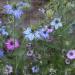 Nigella Damascena Flower Mix