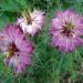 Nigella Ros Love In A Mist Flowers