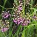 Nodding Pink Onion Plants