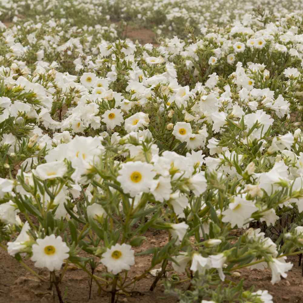 Nolana Seed White Nolana Paradoxa Ground Cover Seeds