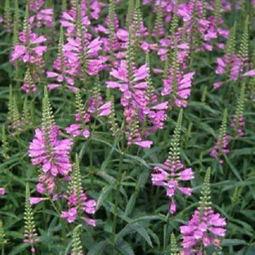 Obedient Plant Flower Seed