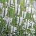 White False Dragonhead Flowers