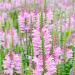 Pink Obedient Plant Flower Field