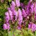 Pink Obedient Plants