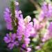 False Dragonhead Pink Flowers