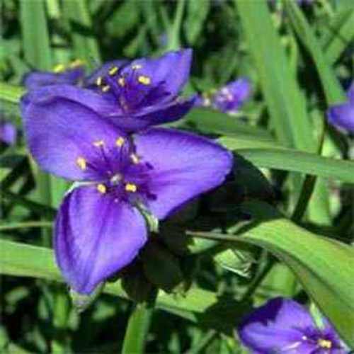 Ohio Spiderwort