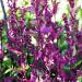 Orach Herb Plants