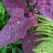 Orach Annual Herb