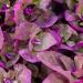 Orach Plants