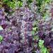 Atriplex Hortensis Red Plume