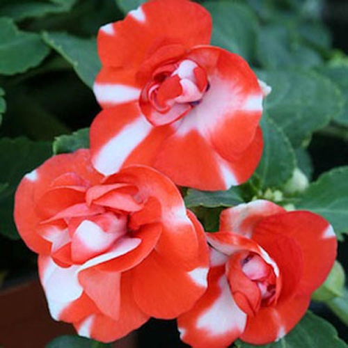 Orange Flash Double Impatiens Flower Seeds Impatiens Orange Flash