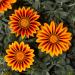 Gazania Kiss Orange Flame