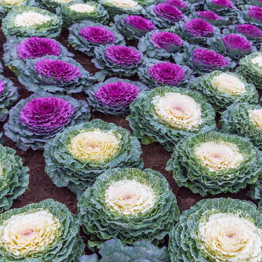Ornamental Cabbage Plants