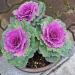 Ornamental Cabbage In Containter