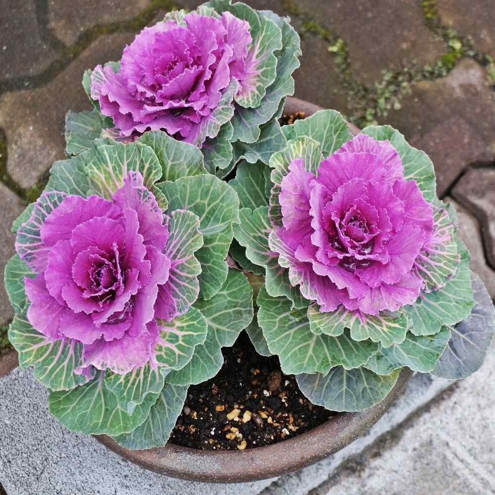 Ornamental Cabbage In Containter