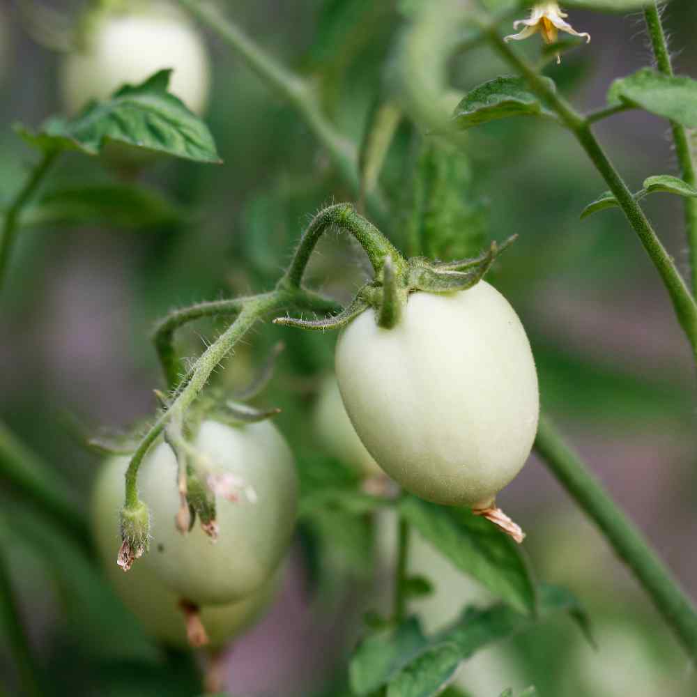 Ornamental Eggplant