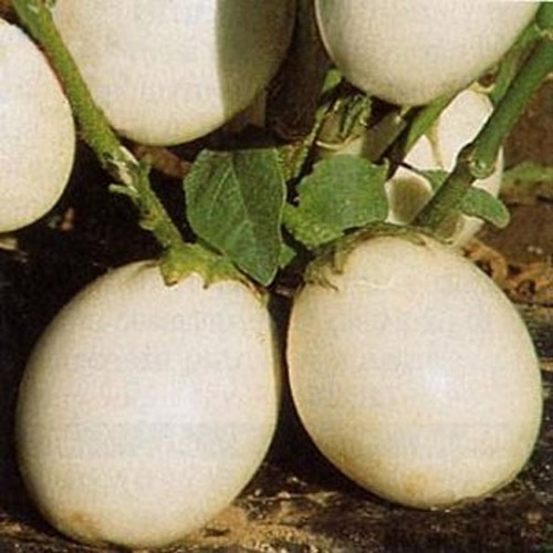 SEED KEEPING — The Scarlet Eggplant is also called the Garden