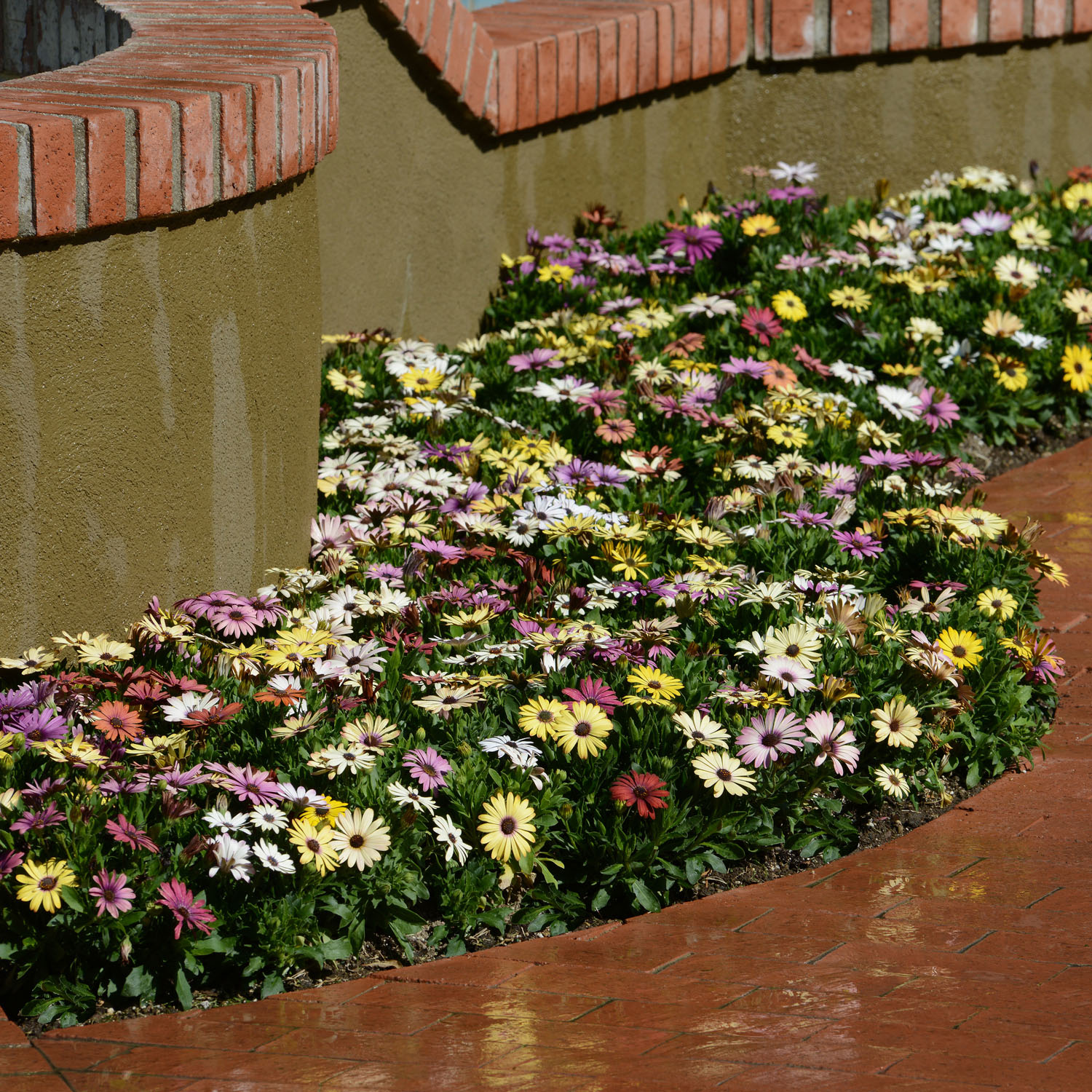Image of Ageratum and Osteospermum garden